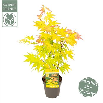 Javor palmatum orange dream palm  Orange Dream1 pp 200 gram 40cm 10cm Q53