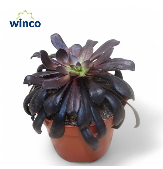 Aeonium Schwartzkopf 25cm 10.5cm Q63