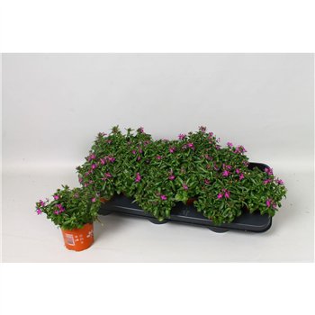 Lobelia laguna trailing denim Lila 20cm 10.5cm Q74