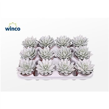 Echeveria agavoides Agavoides Paint White1 fl 10cm 8.5cm Q99