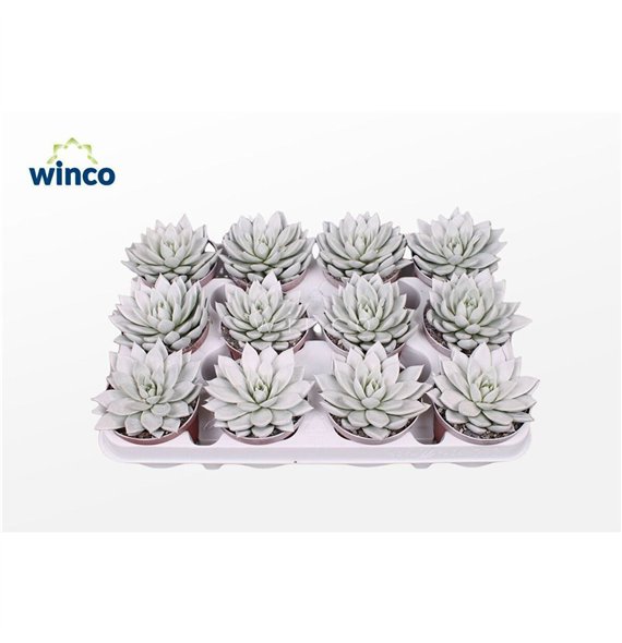 Echeveria agavoides Agavoides Paint White1 fl 10cm 8.5cm Q99