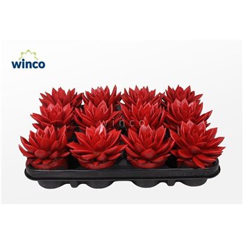 Echeveria agavoides Agavoides Paint Red1 fl 10cm 8.5cm Q100