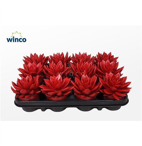 Echeveria agavoides Agavoides Paint Red1 fl 10cm 8.5cm Q100