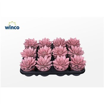 Echeveria agavoides Agavoides Paint Pink1 fl 12cm 8.5cm Q102