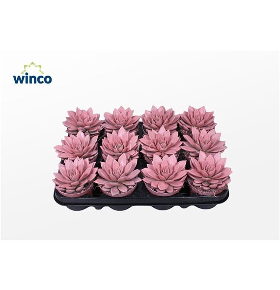 Echeveria agavoides Agavoides Paint Pink1 fl 12cm 8.5cm Q102