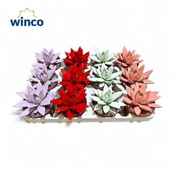 Echeveria agavoides Paint Love Mixoverige fl 15cm 8.5cm Q104