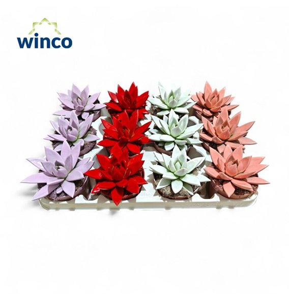 Echeveria agavoides Paint Love Mixoverige fl 15cm 8.5cm Q104