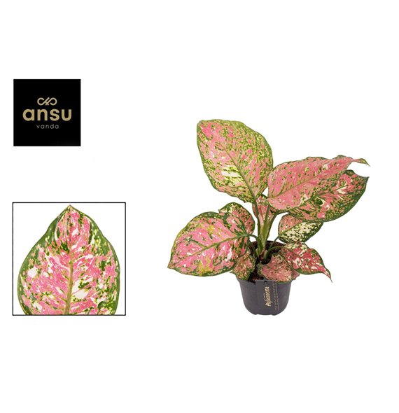 Aglaonema Jazzy Red 1 pp 30cm 12cm Q113