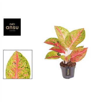 Aglaonema Grand Poppy 1 pp 30cm 12cm Q132
