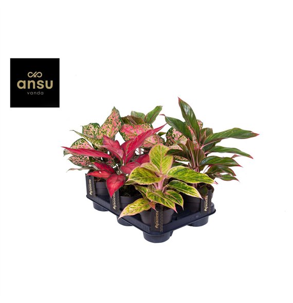 Aglaonema Colour Mix 1 pp 30cm 12cm Q138
