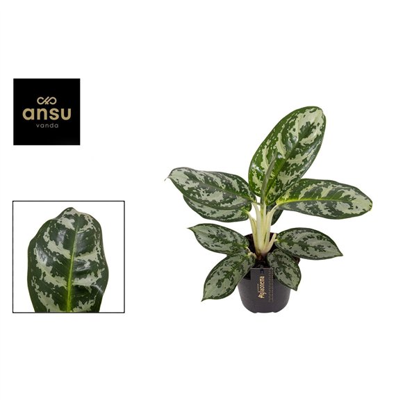 Aglaonema amazon silver Amazon Silver 1 pp 30cm 12cm Q167