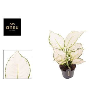 Aglaonema white joy White Joy 1 pp 35cm 12cm Q173
