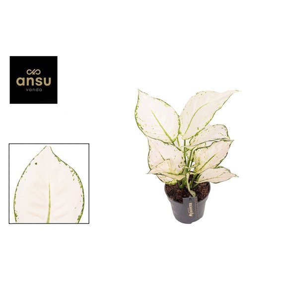 Aglaonema white joy White Joy 1 pp 35cm 12cm Q173