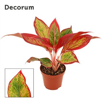 Aglaonema Red Fire 9 cm (Decorum) 1 pp 20cm 9cm Q183