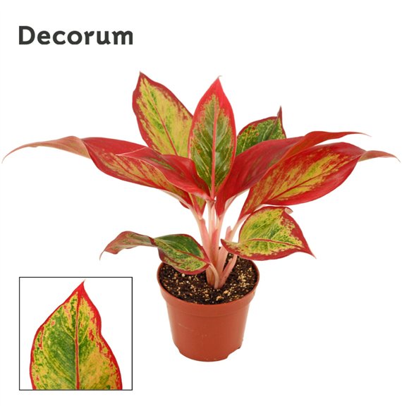 Aglaonema Red Fire 9 cm (Decorum) 1 pp 20cm 9cm Q183