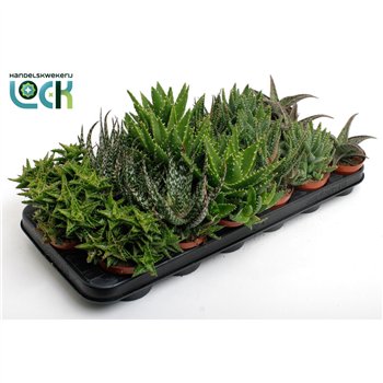 Aloe mix Aloë Mix 15cm 8.5cm Q243