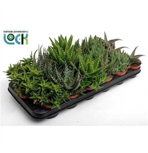 Aloe mix Aloë Mix 15cm 8.5cm Q243