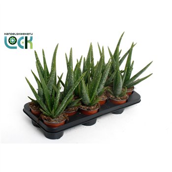 Aloe vera 30cm 10.5cm Q268