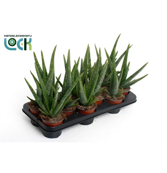 Aloe vera 30cm 10.5cm Q268