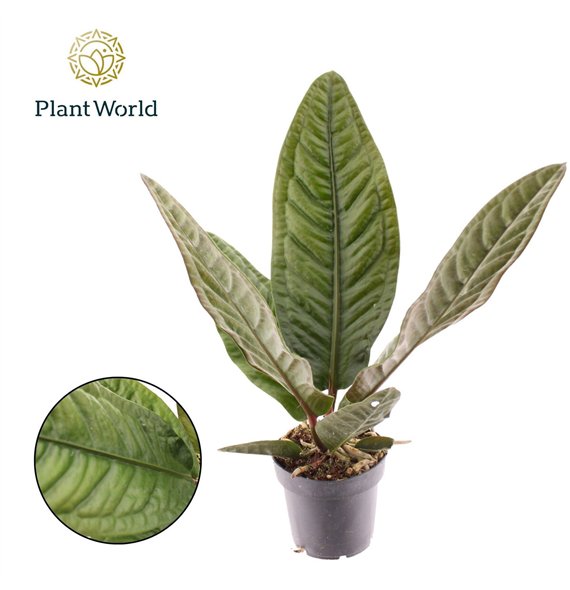 Anthurium Superbum 1 fl 40cm 12cm Q314