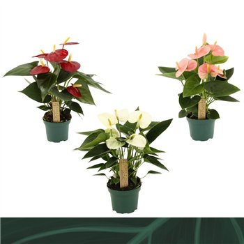 Anthurium andr  mix 4 colours 9cm kleuren3 fl 25cm 9cm Q376
