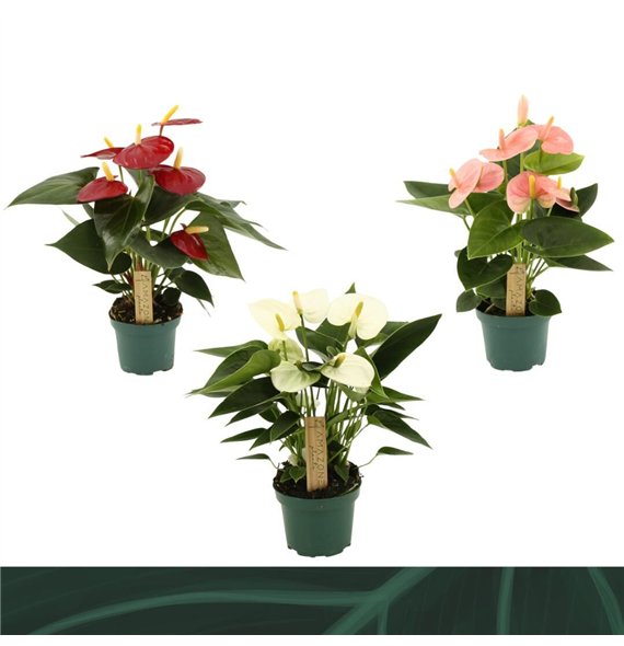 Anthurium andr  mix 4 colours 9cm kleuren3 fl 25cm 9cm Q376