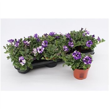 Petunia nightsky Night Sky1 pp 15cm 10.5cm Q659