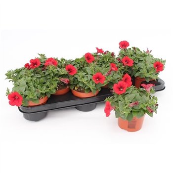 Petunia famous red Red1 pp 15cm 10.5cm Q661