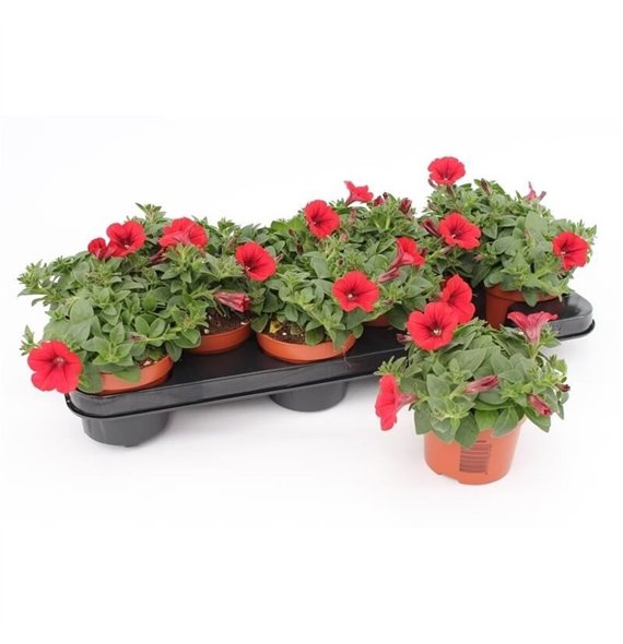 Petunia famous red Red1 pp 15cm 10.5cm Q661