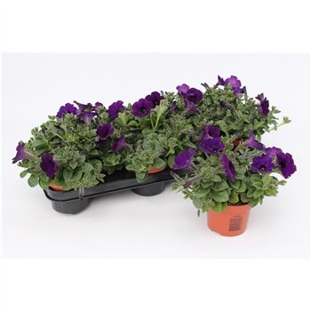 Petunia famous blue Dark Blue1 pp 15cm 10.5cm Q664