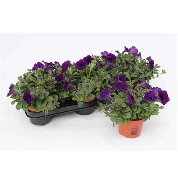 Petunia famous blue Dark Blue1 pp 15cm 10.5cm Q664