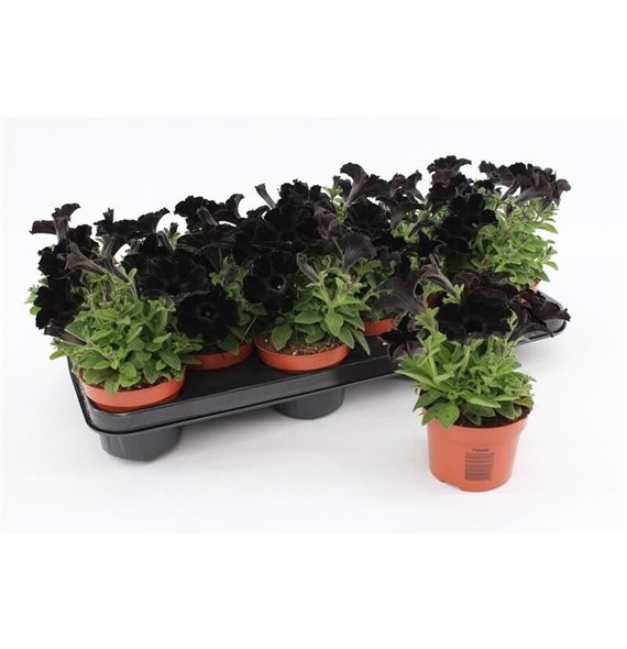 Petunia potunia black ice Black1 pp 15cm 10.5cm Q665