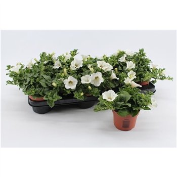 Petunia surfinia baby white White1 pp 15cm 10.5cm Q666