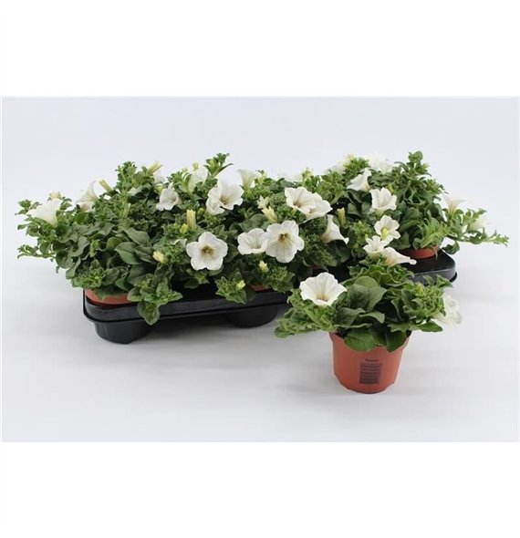 Petunia surfinia baby white White1 pp 15cm 10.5cm Q666