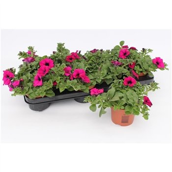 Petunia ggg sunpleasure purple Purple1 pp 15cm 10.5cm Q667