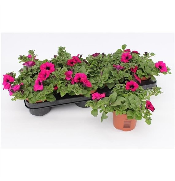Petunia ggg sunpleasure purple Purple1 pp 15cm 10.5cm Q667