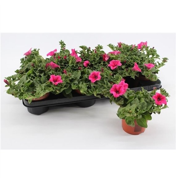 Petunia hot pink surfinia Hot Pink1 pp 15cm 10.5cm Q668
