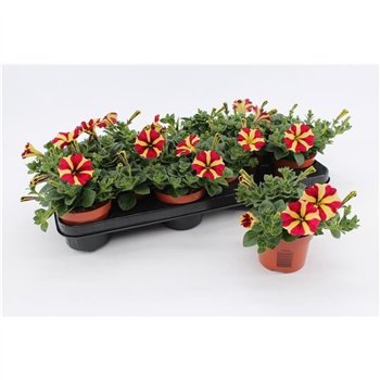 Petunia other gevuldbloemig Stars Yellow-Red  Queen of Hearts 1 pp 20cm 10.5cm Q669