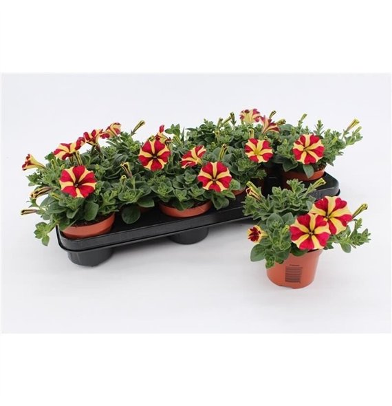 Petunia other gevuldbloemig Stars Yellow-Red  Queen of Hearts 1 pp 20cm 10.5cm Q669
