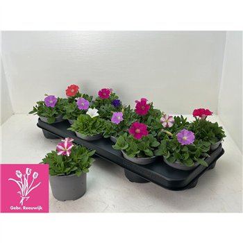 Petunia picobella mix Mix 17cm 10.5cm Q671