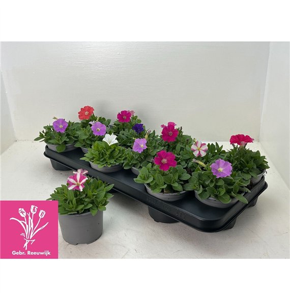 Petunia picobella mix Mix 17cm 10.5cm Q671