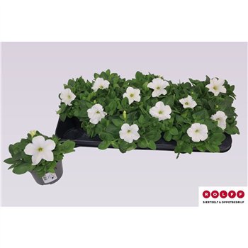 Petunia Wit 16cm 10.5cm Q673