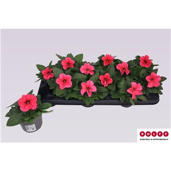 Petunia Pink 16cm 10.5cm Q674