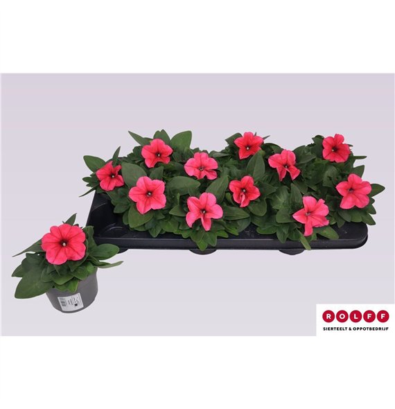Petunia Pink 16cm 10.5cm Q674