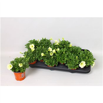 Petunia potunia popcorn Popcorn 15cm 10.5cm Q675