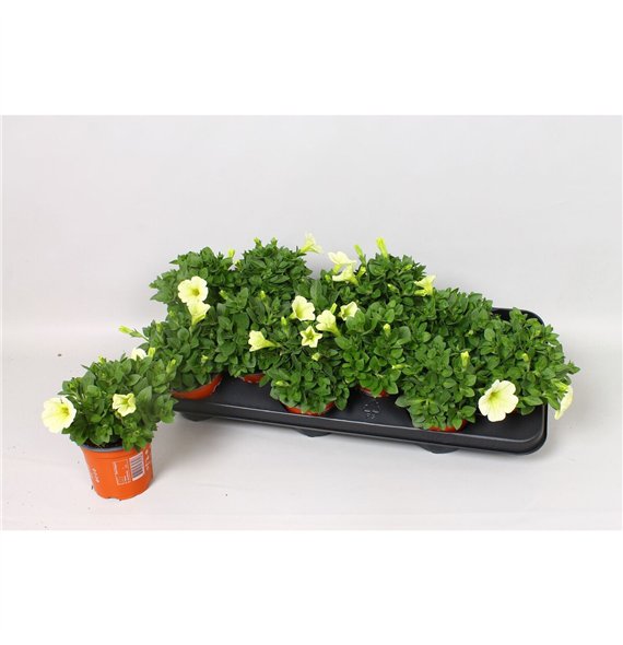 Petunia potunia popcorn Popcorn 15cm 10.5cm Q675