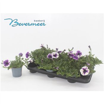 Petunia lavender famous 15cm 10.5cm Q680