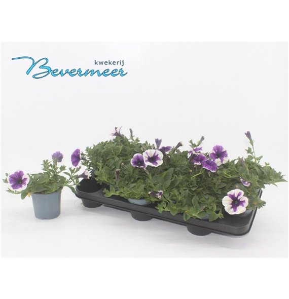 Petunia lavender famous 15cm 10.5cm Q680