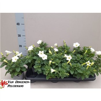 Petunia white surfinia 20cm 10.5cm Q681