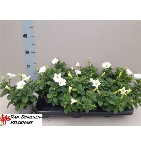Petunia white surfinia 20cm 10.5cm Q681
